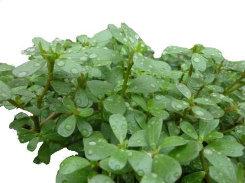 嫁接|农村“除不尽”的杂草,却是治病的“药王”,还能嫁接太阳花