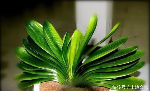 君子兰长势差,都怪盆底没有养花肥,两种料加进去呼呼长新叶开花