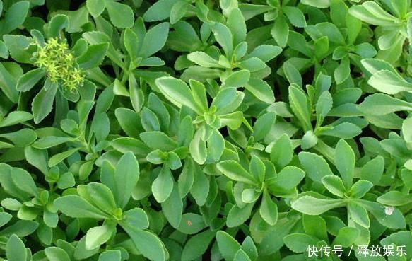 救心菜|农村一种野菜,又被称“救心菜”,“金不换”,价值珍贵快要绝迹