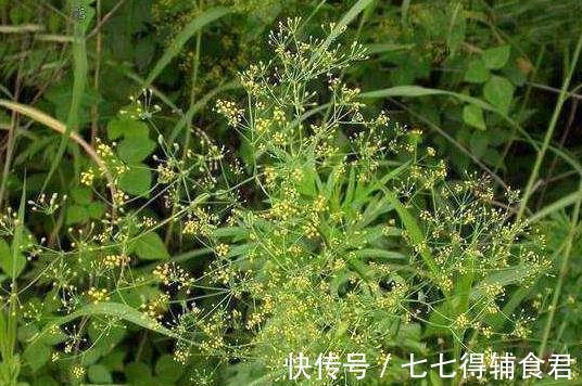 干涩|经方小柴胡汤,只有感冒的时候才用,太大材小用了