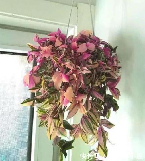 新手养婚礼油画吊兰,学会浇水技巧,叶片靓丽浪漫极了