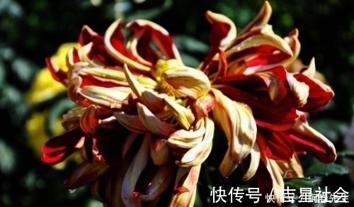 春节|春节结缘，缘分桃花特别顺畅，今年收获美好姻缘的4大生肖