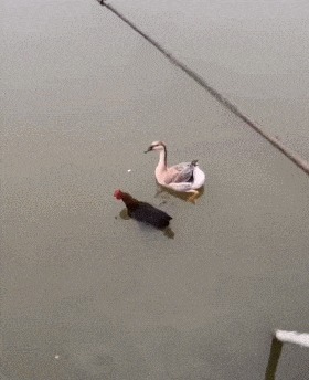 |搞笑GIF:今天视察老婆工作,我只能薅你的头发了