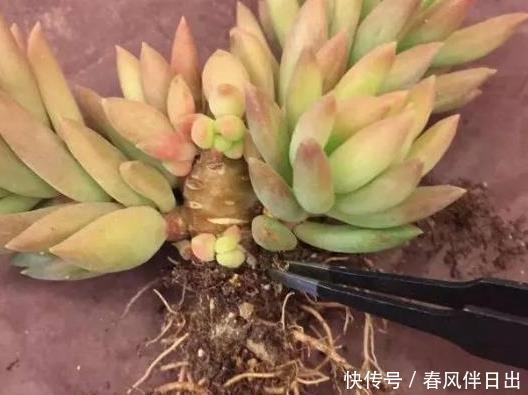 发新|老桩多肉发新根有没有什么巧招?肉友:有而且有3个