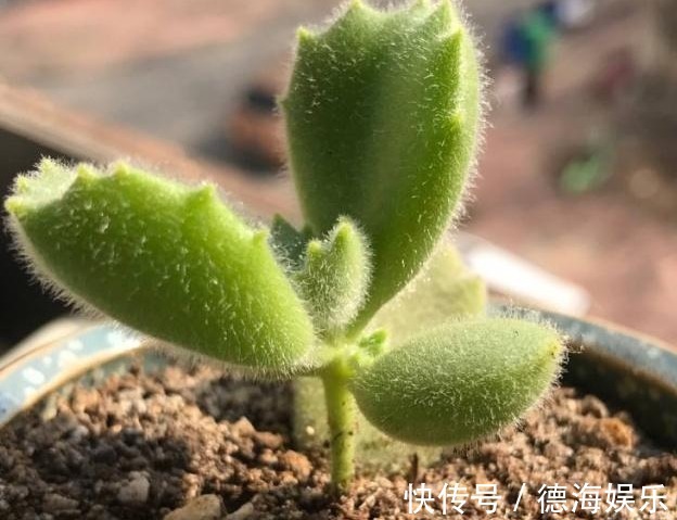 熊童子养了2年也“不见长”,平时肯定舍不得给“它”浇水施肥