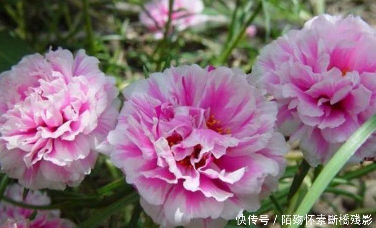 4种花养家里 ，沾土就活，轻松花开爆盆，一养就上瘾！