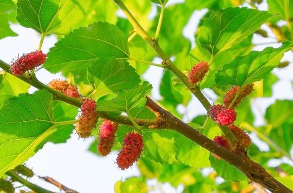 乌麦霜桑液|甘油三酯高的人,多吃2种植物,甘油三酯降回安全线、防高血脂