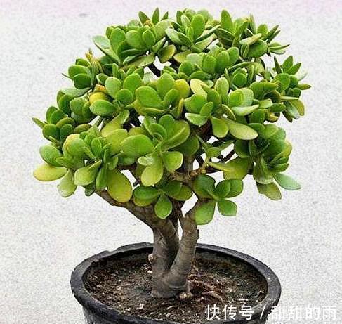 家庭养玉树，修剪讲究“时间”，才能枝繁叶茂，变成美盆景
