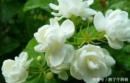 盆栽|老妈在家里盆栽它,满院都是清香四溢