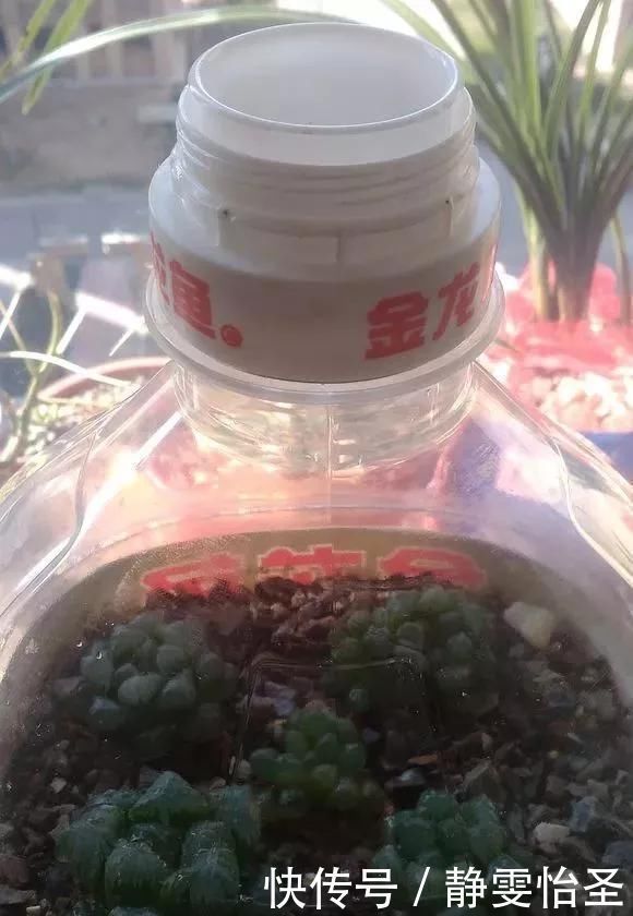 s只要家里有油桶,就不用花钱买花盆多肉种在油桶里,叶子胖嘟嘟