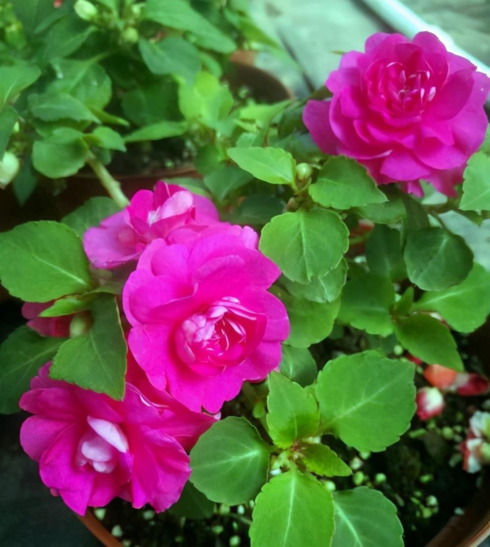 植物|这几种花开花太勤了,想要天天有花赏,选它们没错