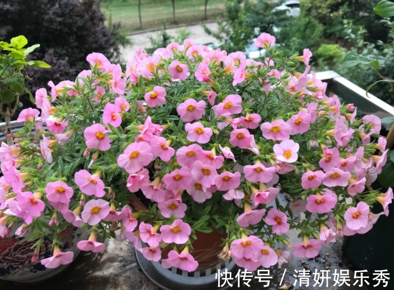 居家养花:自制高氮肥、磷钾肥,该准备哪些东西?