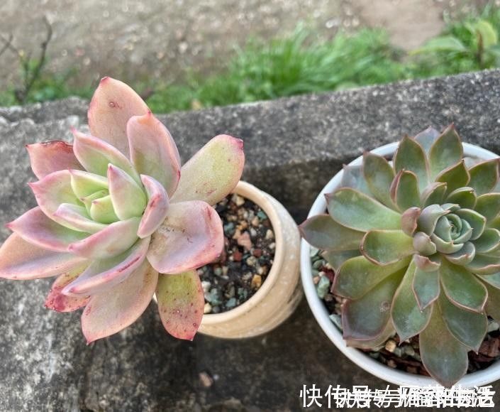 肉肉|从0开始养多肉,肉肉买回家,按照这套方式来养,死亡率最低