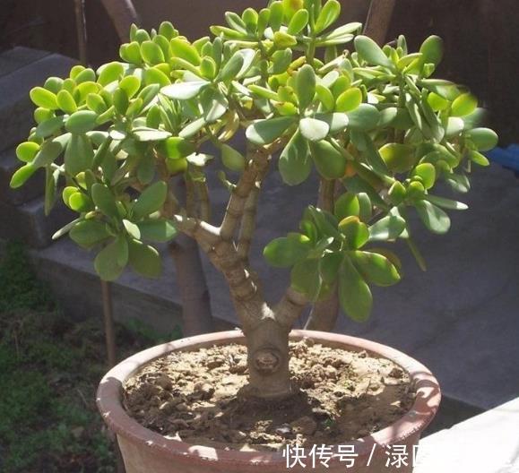 花友们|2种“镇宅树”,养在客厅最合适,好看又好养,长成老桩,值钱!