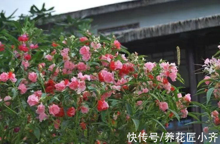 单瓣|10种“漂亮花”，春天撒几粒种子，长满小花园，开出一片“花海”