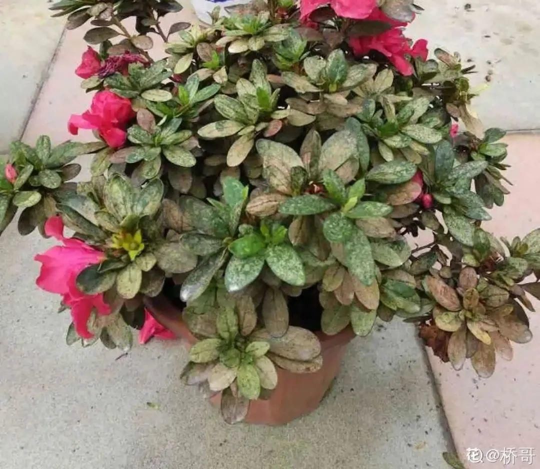 浇水|警惕秋老虎，别让你的花，度过夏天，却死在秋天