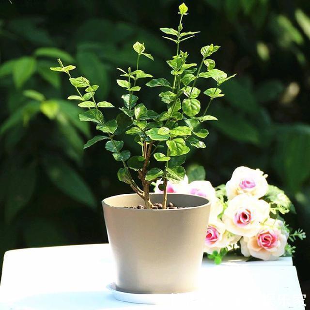 花期|茉莉花怎么养做好这几件小事,花期长开花多,香味飘满屋