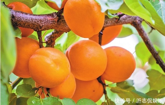 樹體|杏光澤肌膚、養顏美容,農民種植掌握病害防治,收獲高產優質杏子