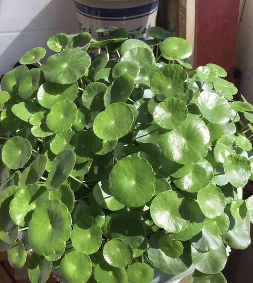 朋友养的铜钱草,长出叶子“手掌大”,他只用了2个小方法