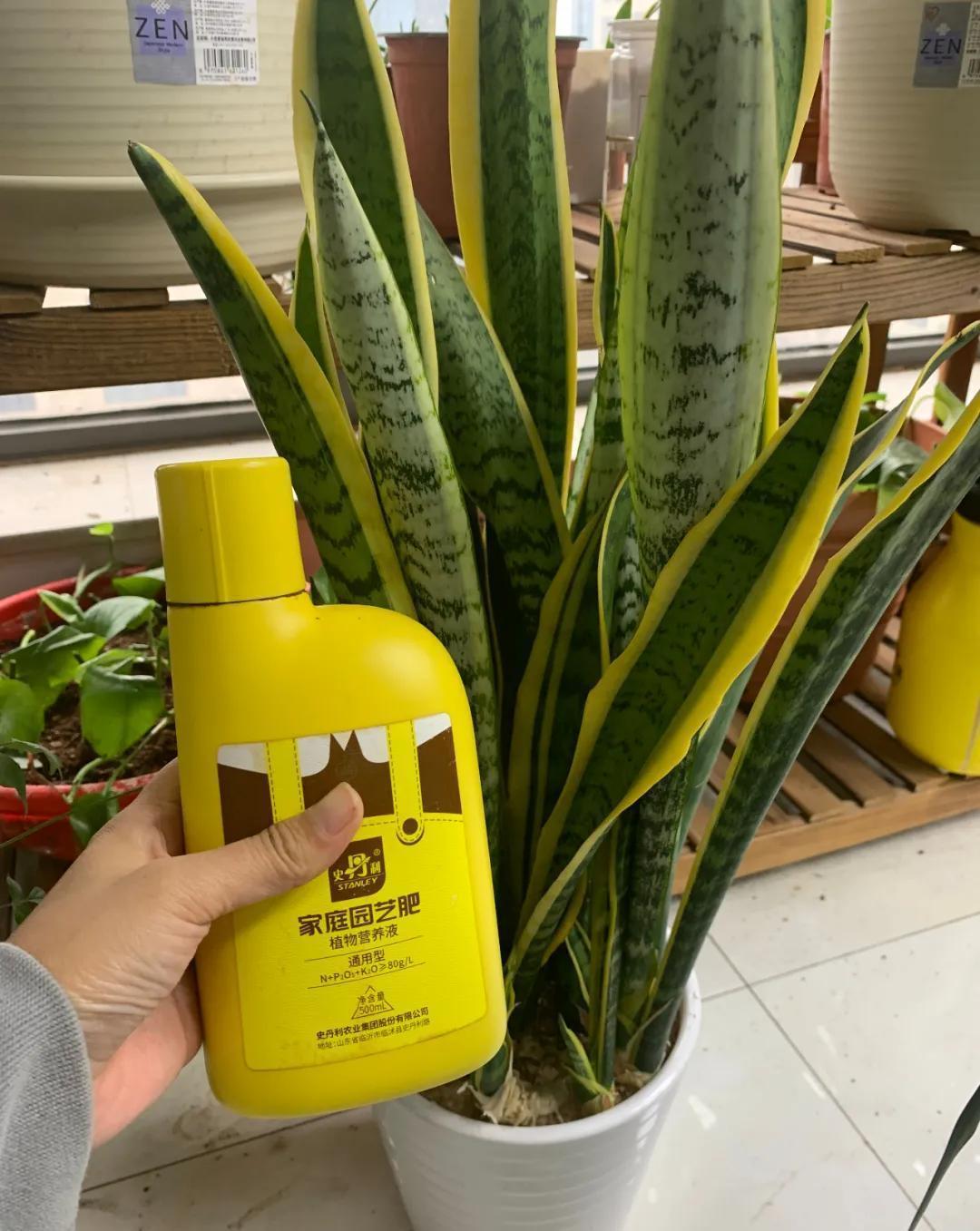 这5款花,不怕不浇水,就怕浇水多,特别适合懒人