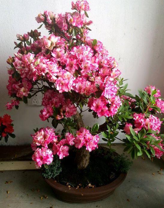 茶花盆栽四季杜鹃，注意3点，枝繁叶茂、花团锦簇、病虫害少
