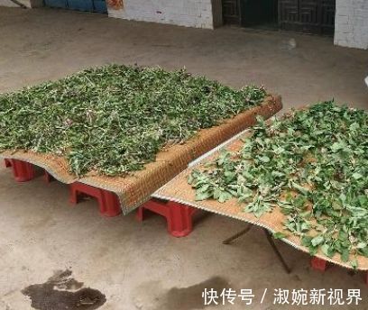 嫩叶|过去是穷人的“救命菜”，晒干能够泡茶喝，人称尿床草，一斤7元