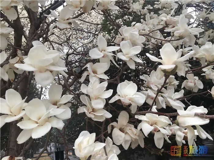 花海！梅花、玉兰、海棠、杏花，你要的醉人春色都藏在北京这座公园里！