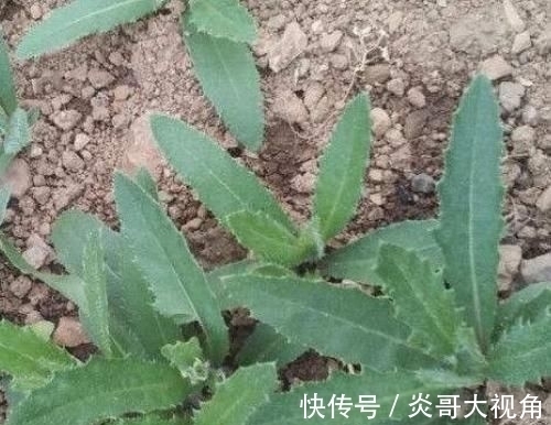 孩子|这些野菜农村都当是野草，却是最适合孩子的“天然钙片”