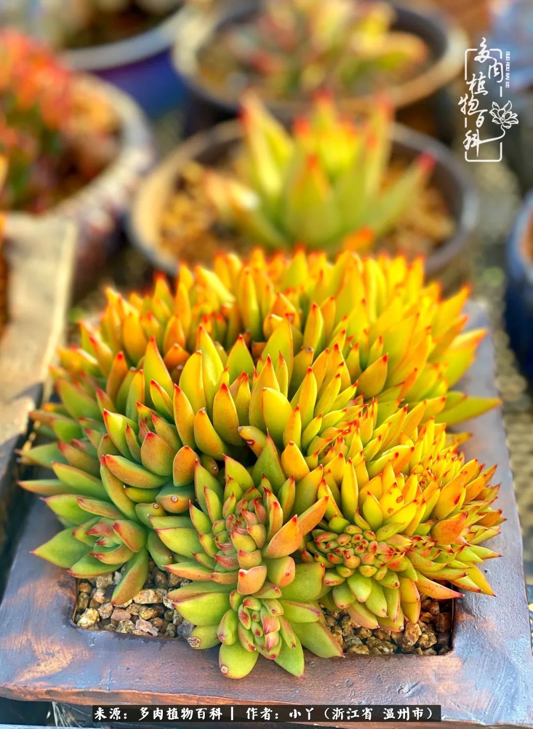 祖上无院家里无矿，一腔浪漫情怀付诸楼顶造花！