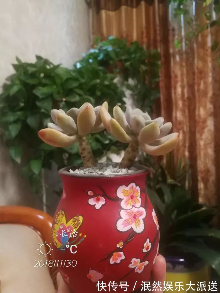 蚧壳虫|为肉痴狂!多肉植物也会用最美的容颜报答我们的勤劳付出!