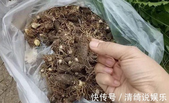 大妈|农村大妈在挖这种野草,大妈说这野草厉害着呢,挖得多可月入上千