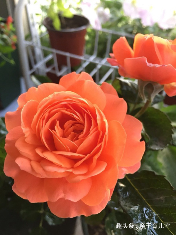 喜欢养玫瑰，就养盆“玫瑰精品”土星王阳台，丰腴婀娜，富贵祥瑞