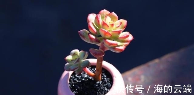 多肉植物中的6位舞者，个个都很漂亮，听名字就很想拥有一盆