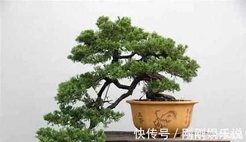大气|富贵人家，必养的3种“盆景”，个个大气高贵，您有养吗