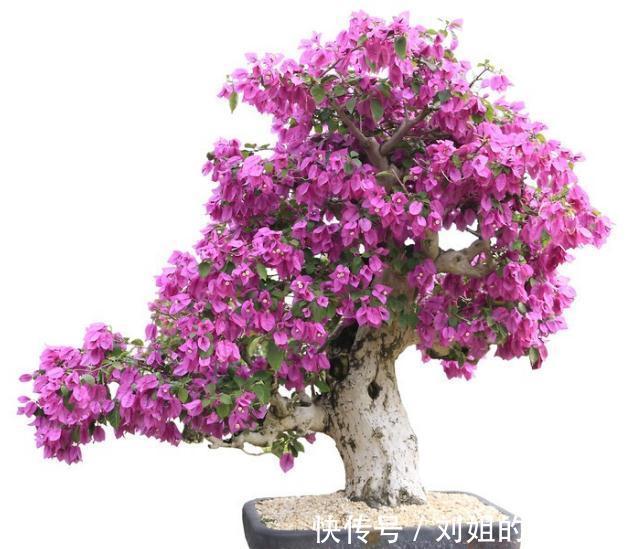 养殖三角梅为什么开花少?原因就在这三点,做好了爆盆很容易