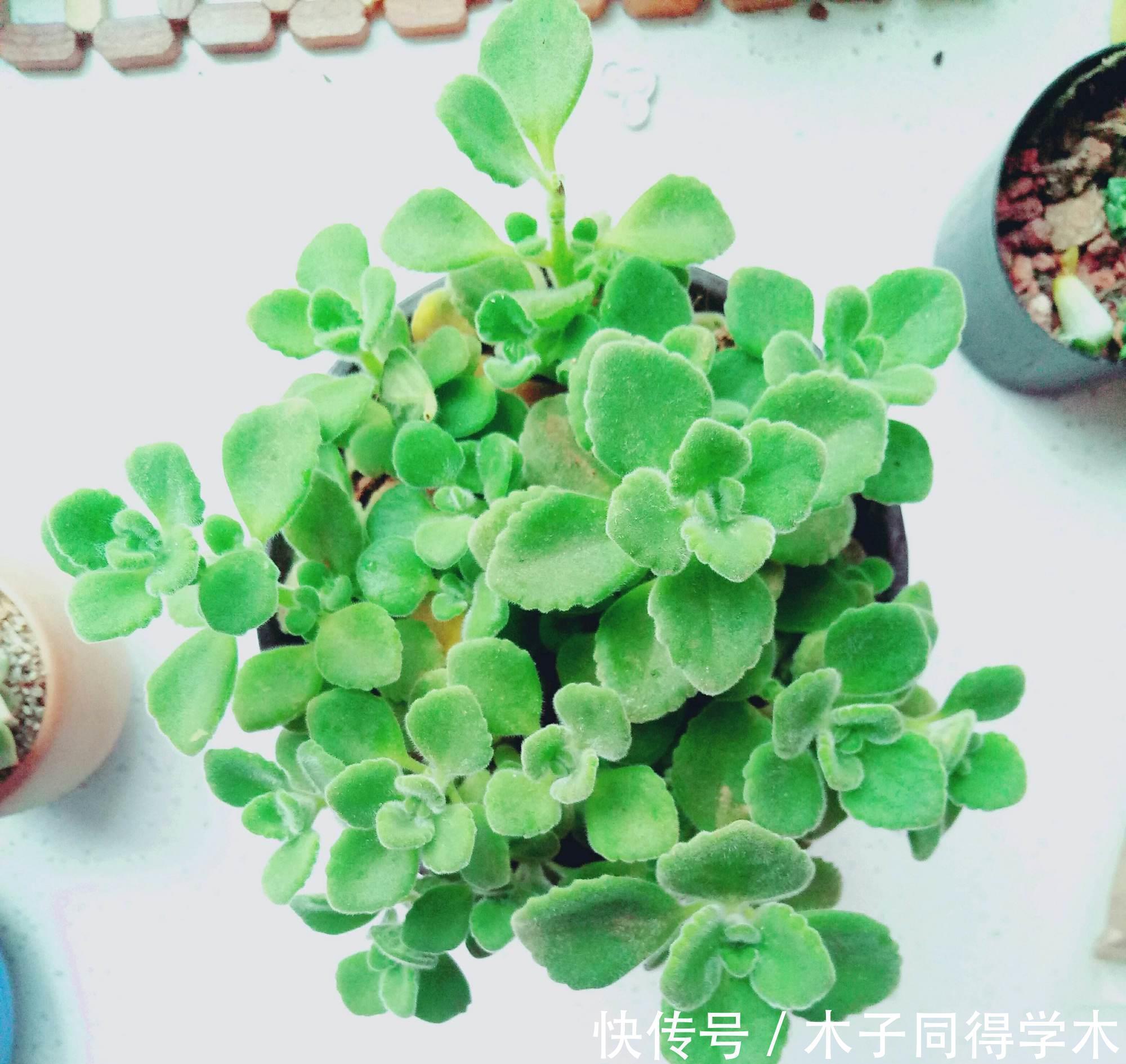 漂亮|五种简单好养的漂亮省心花，不招虫、不生病！居家养花别错过