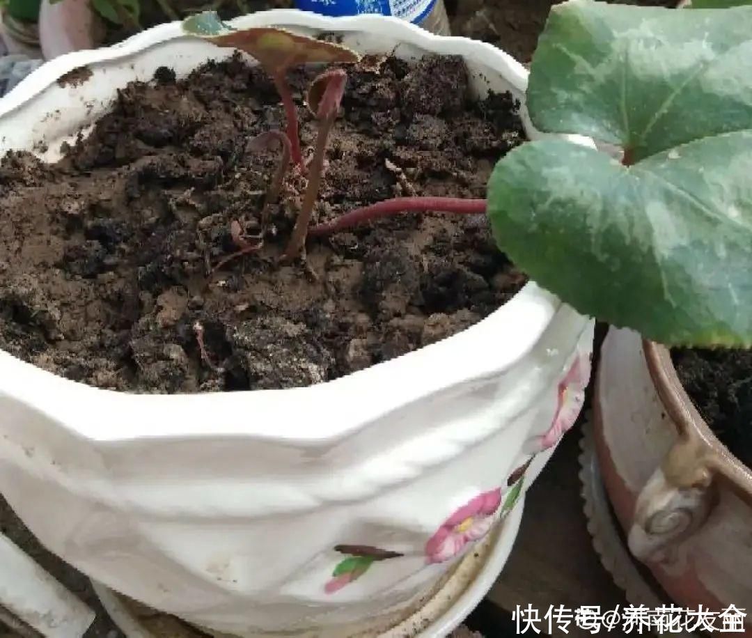 天热了，8种花要休眠，要少浇水