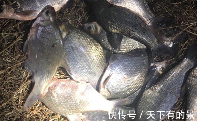 浮漂|夜钓调漂技巧，晚上鱼情好光线差，灵钝还是其次，关键要看得清楚