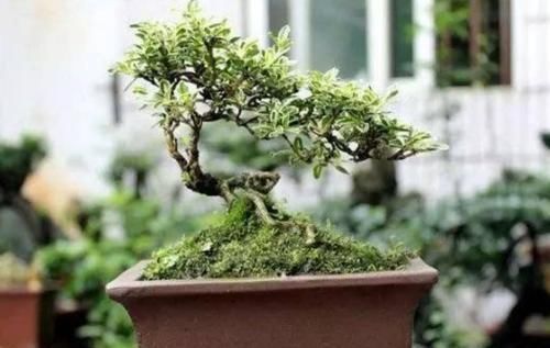 生长|六月雪做成盆景,枝叶清秀,开花似雪,姿态优美