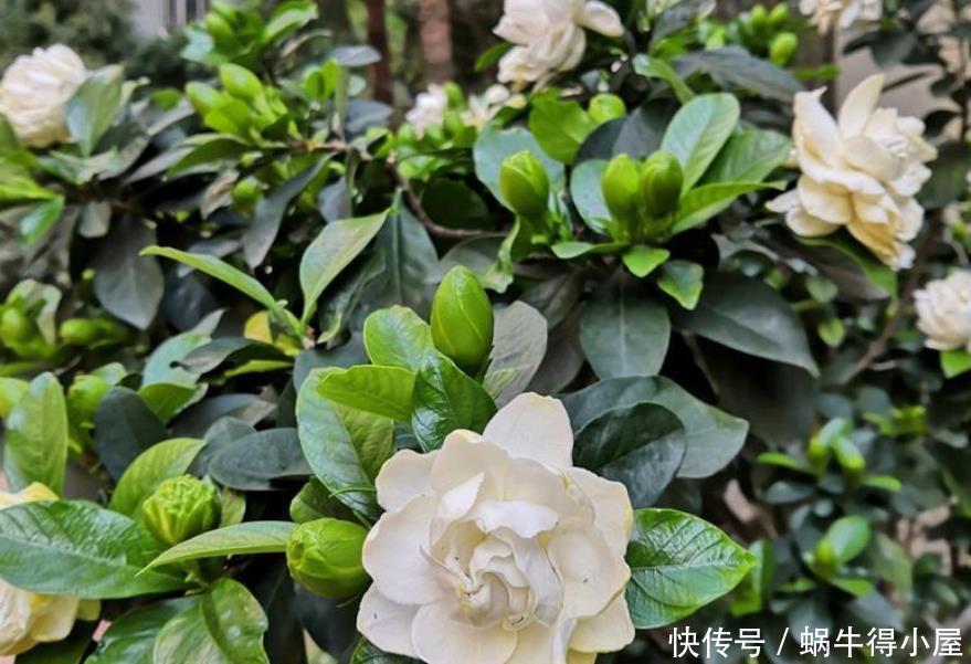 花养不好都是浇水浇死的,家庭花卉分三类,它们浇水方式都不一样