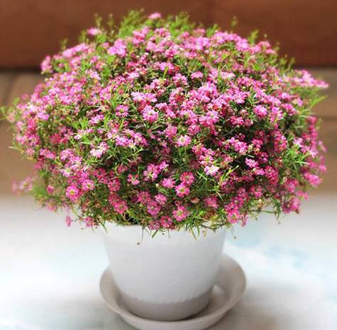 绿植|这个小东西扔进盆栽里,驱虫、杀菌,花朵呼呼开、绿植不烂根!