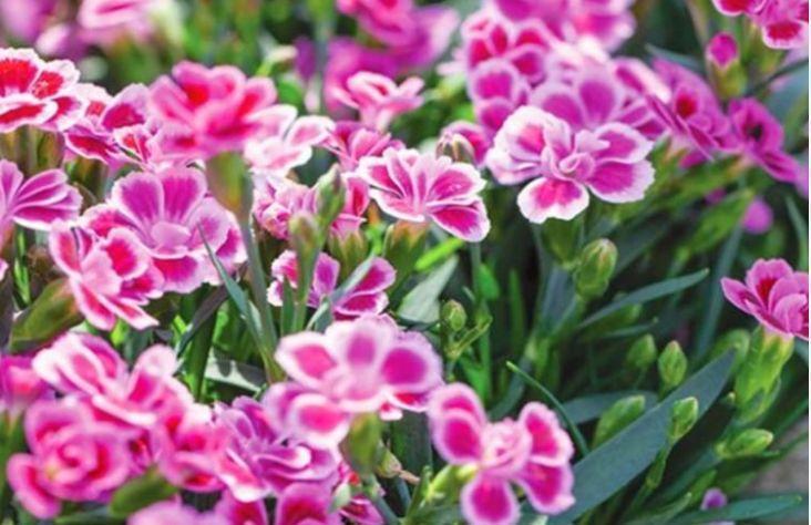 喜欢菊花，不如养盆“花中珍品”石竹，花型奇特，超文艺