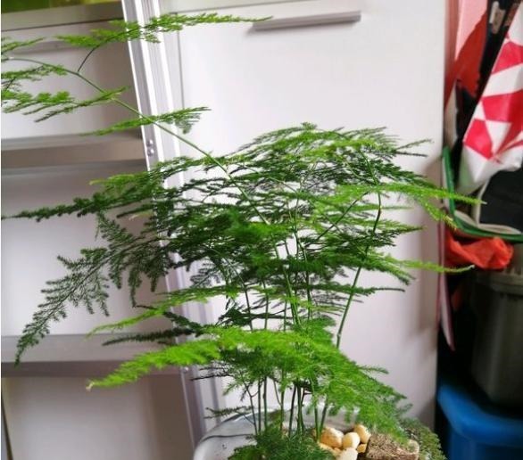 开花|6种“漂亮花”,长了就狠剪,舍不得剪害处大,耽误一年开花量