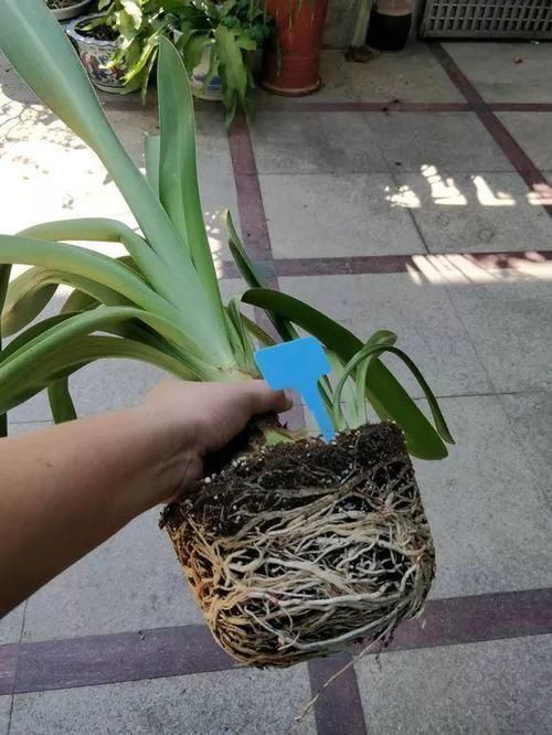 根系|花盆里出现“这东西”,马上换盆吧,不然“离烂根”不远了