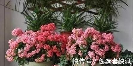 养花|塑料袋太多,很烦人?别烦,用它来养花,养1盆旺1盆,真的很好