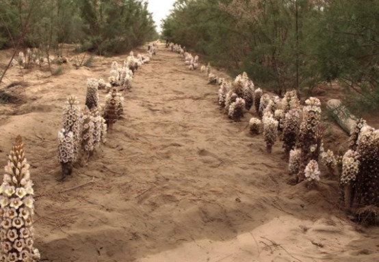 雄性激素|它是男性的“黄金水”,别不舍得喝,补充“雄激素”,肾脏更有力