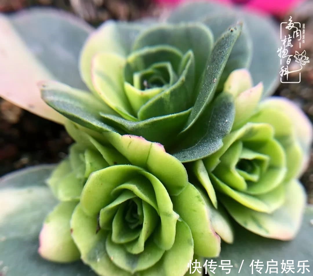 科普“山地玫瑰锦”万中无一,仙气缭绕!附养护知识!