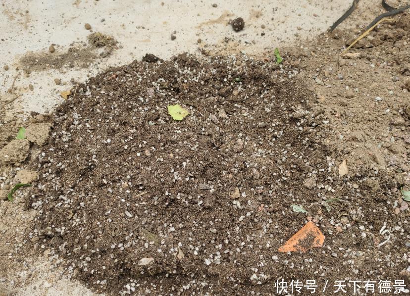 阳台养花，“3种土”不能用，好的土壤，才是养好花的关键