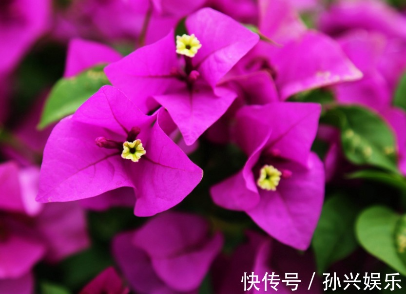 家中养殖的三角梅开花了吗用点“催化水”很是管用，不久可开花