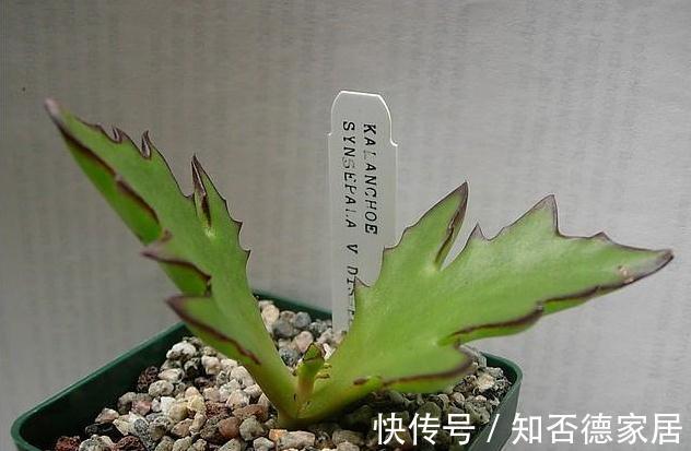 3种多肉,出状态后如翩翩欲飞的蝴蝶,又仙又美,超级漂亮